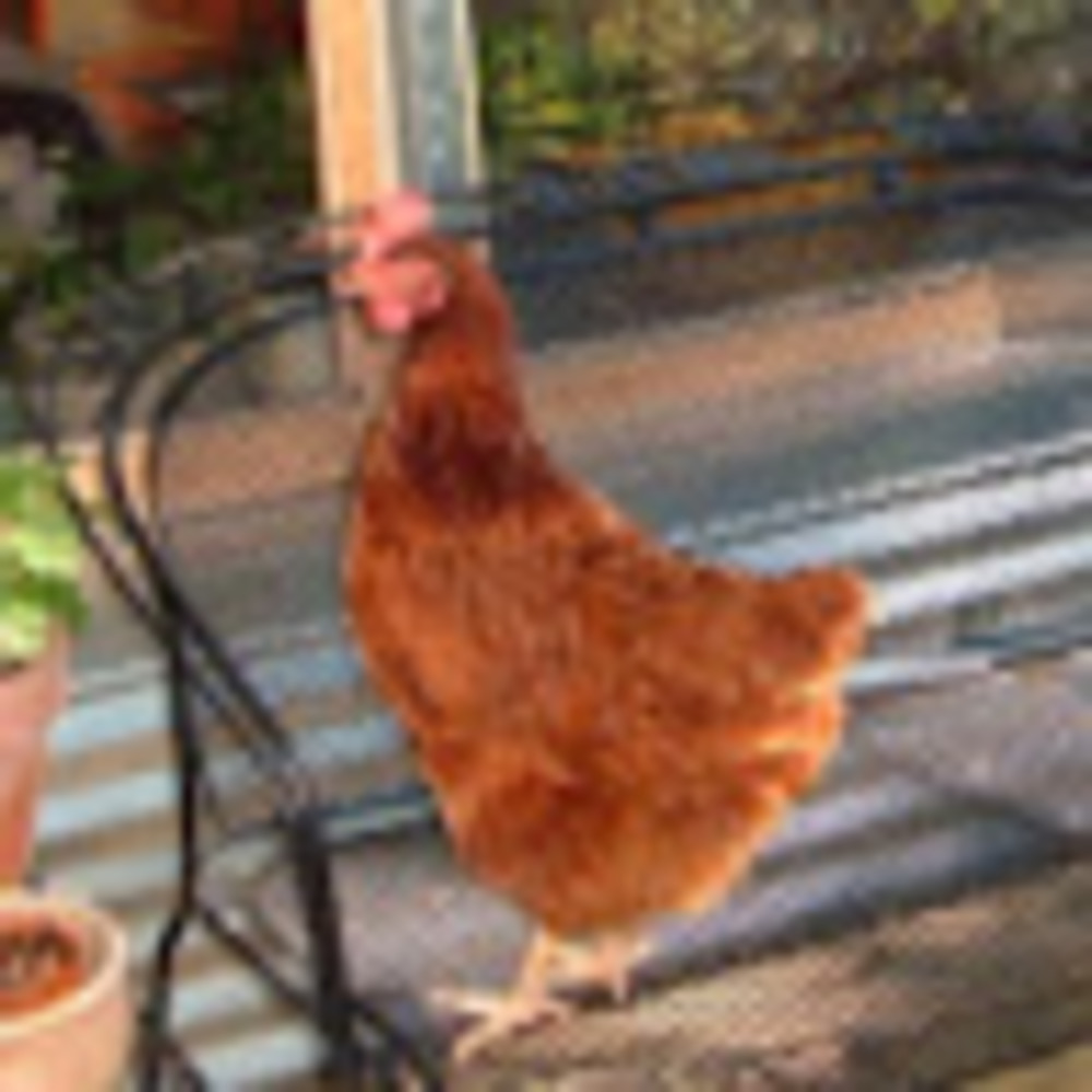 Meet your Posher, Lori